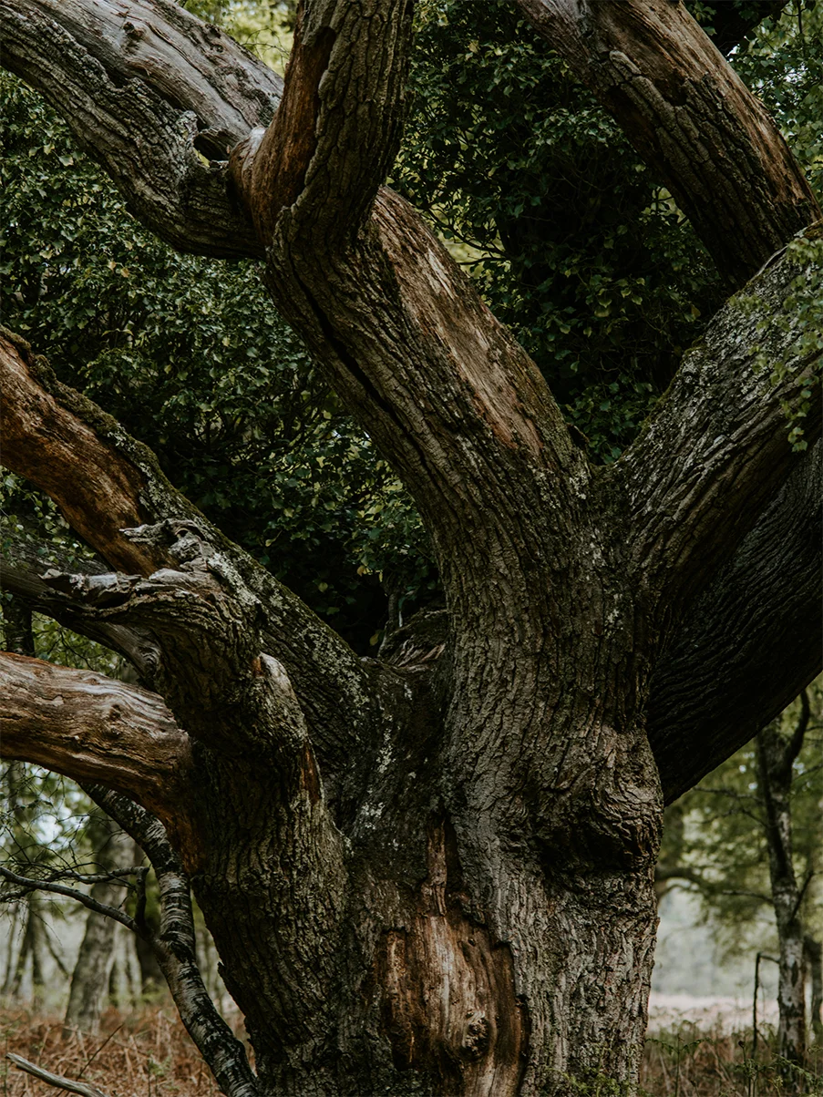 weslynn-heritage-oak-tree-detail