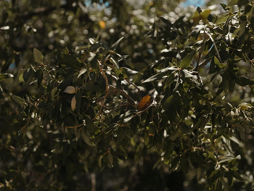 weslynn-live-oak-leaves