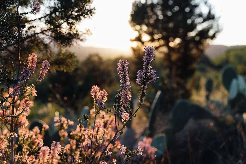 weslynn-native-wildflowers-sunset